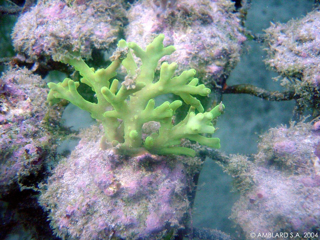 acropora caroliana vert de culture