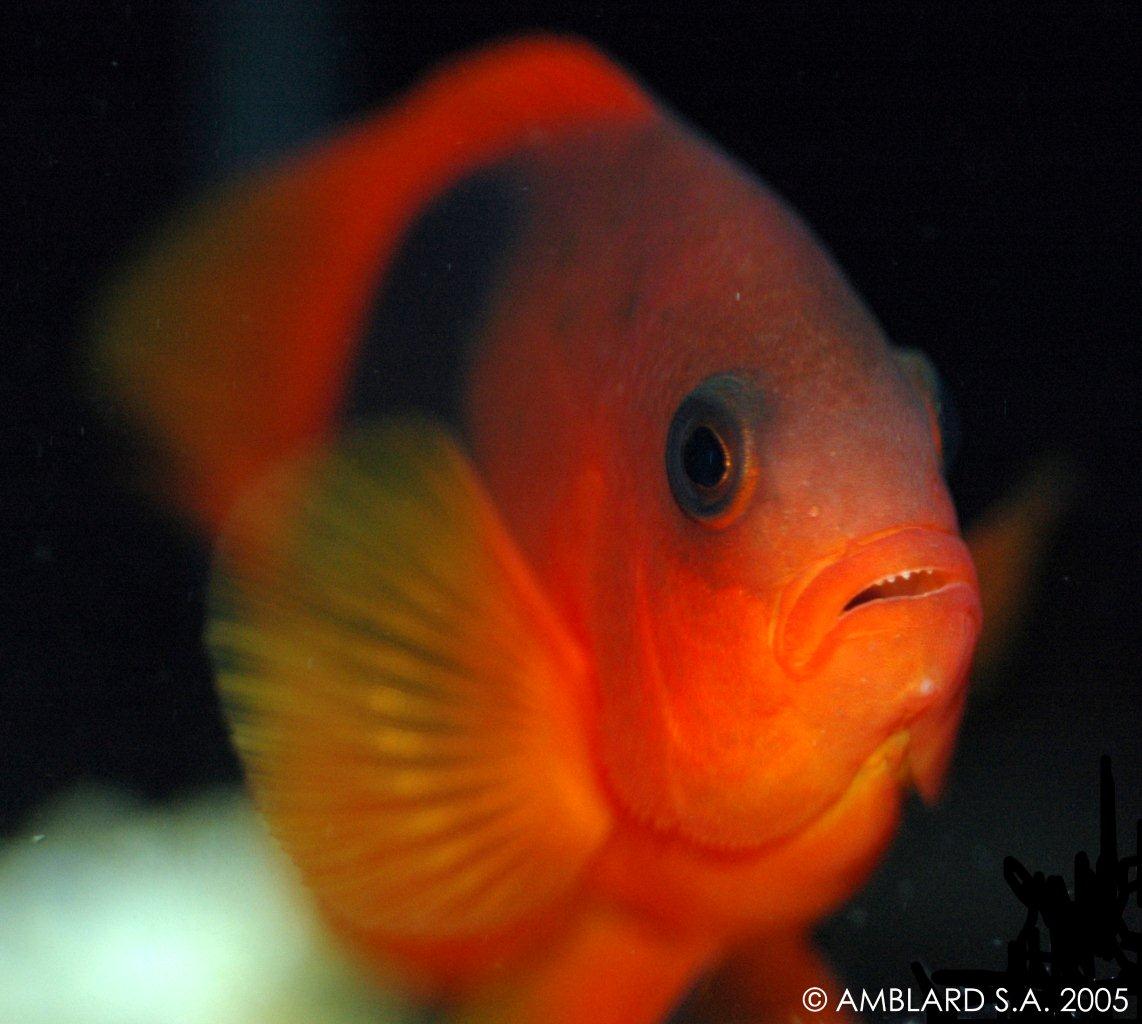 Amphiprion ephippium