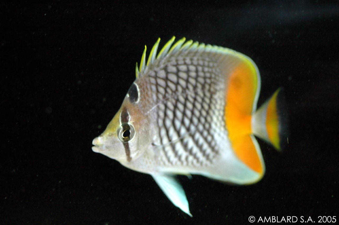 Chaetodon xanthurus