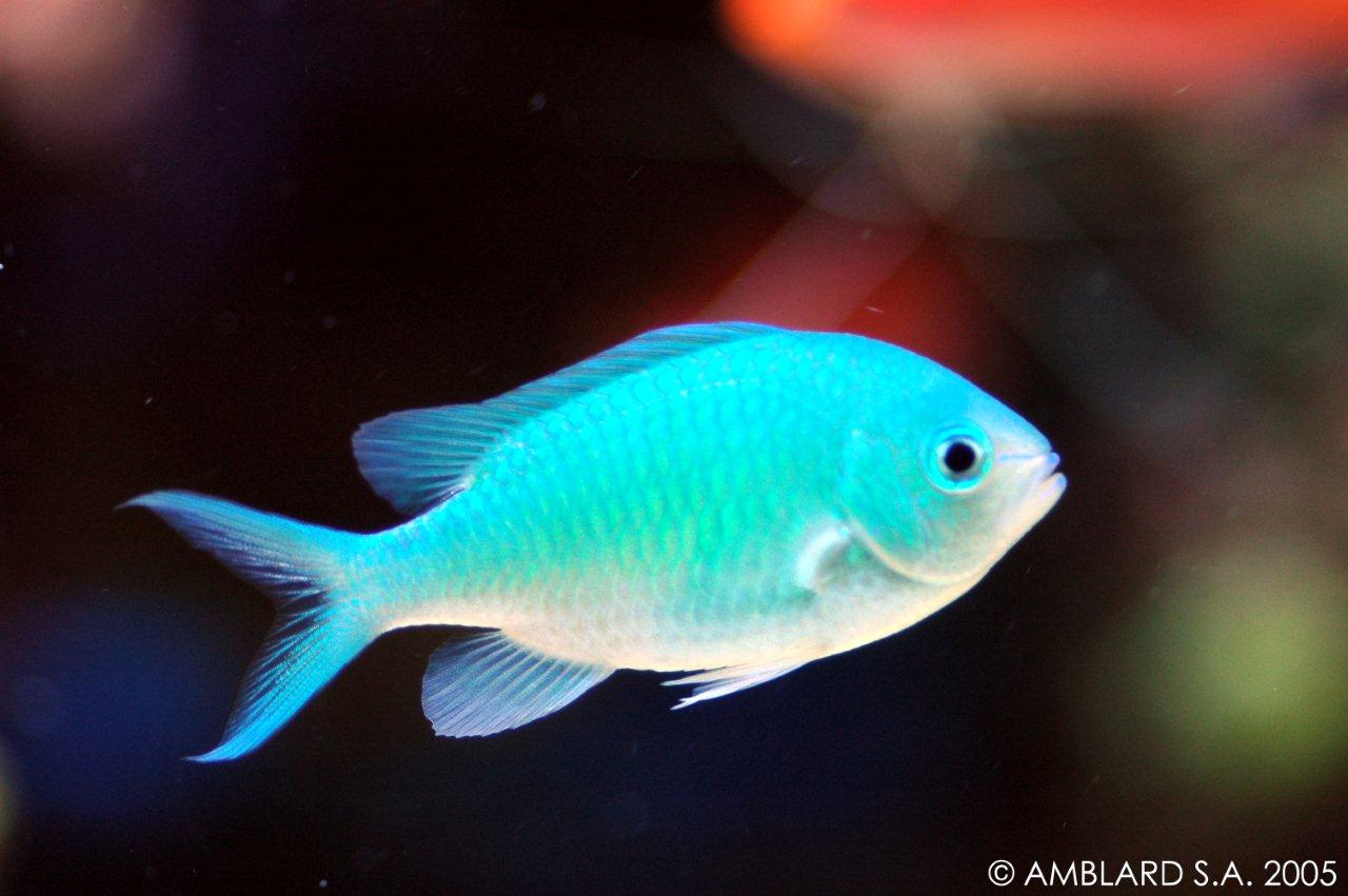 Chromis viridis