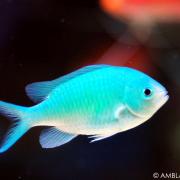 Chromis viridis