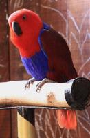 eclectus-femelle.jpg