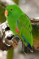 eclectus-male-2.jpg