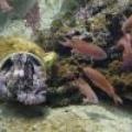 Anthias