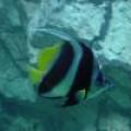 Eniochus