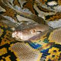 PYTRET Cidou